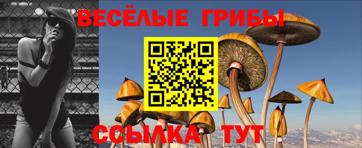 Псилоцибиновые грибы Cubensis Арзамас
